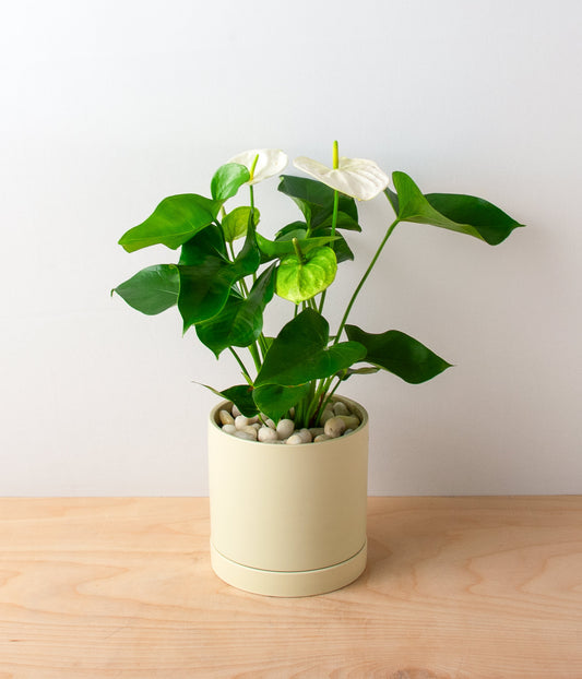 Anthurium