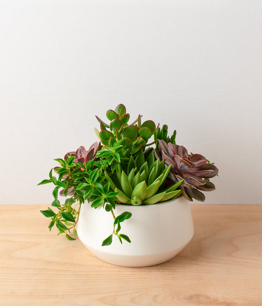 Succulent Centerpiece